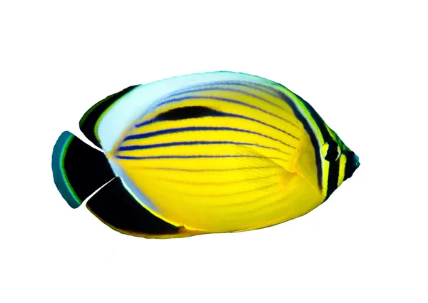 Masked butterflyfish — Stock Photo, Image