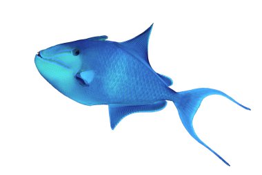 Redtoothed triggerfish
