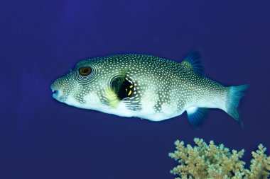 Whitespotted puffer clipart