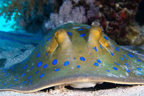 Bluespotted stingray — Stock Photo, Image