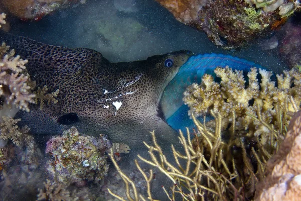 Jakt moraylovecké moray — Stockfoto