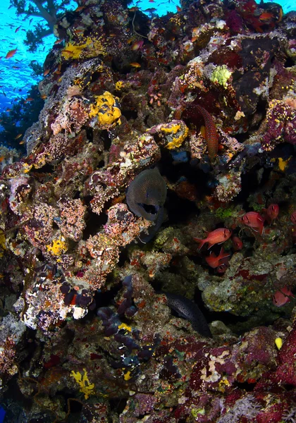 Giant moray — Stock Photo, Image