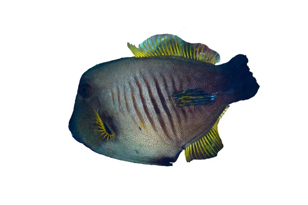 Broom filefish — Stock Photo, Image