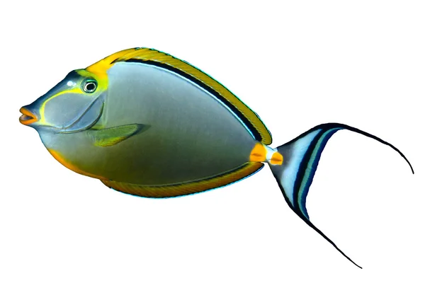 Orangespine unicornfish — Stock Photo, Image