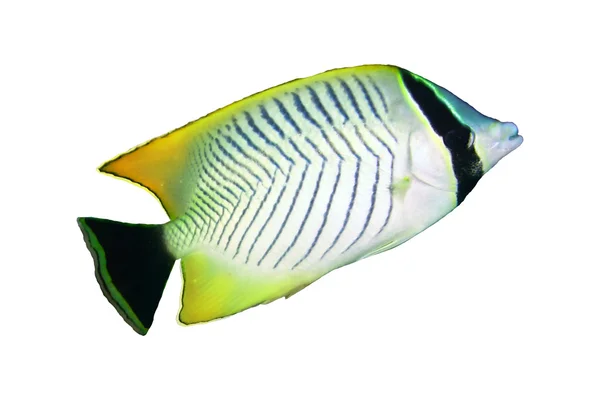 Pesce farfalla chevron — Foto Stock