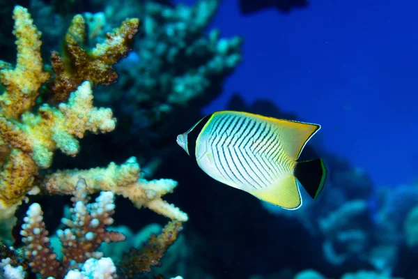 Chevron butterflyfish — Stock Photo, Image