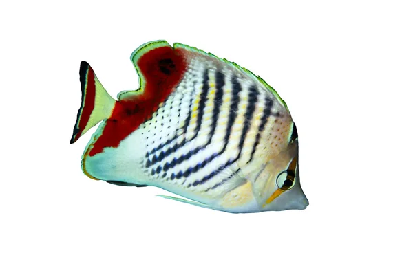 Butterflyfish eritreu — Fotografia de Stock