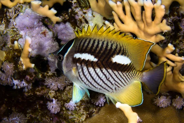 Chevron butterflyfish nightcolour — Stock Photo, Image