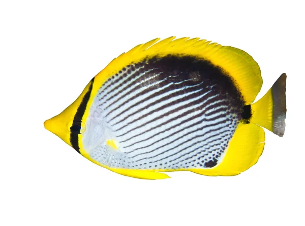 Butterflyfish-de-cauda-preta — Fotografia de Stock