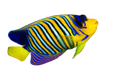 Royal angelfish