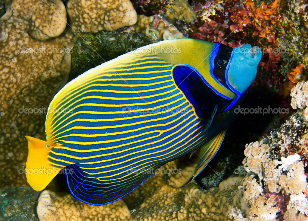 emperor angelfish | 图库照片 08 sserg_dibrova #25257265
