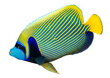 Emperor angelfish clipart
