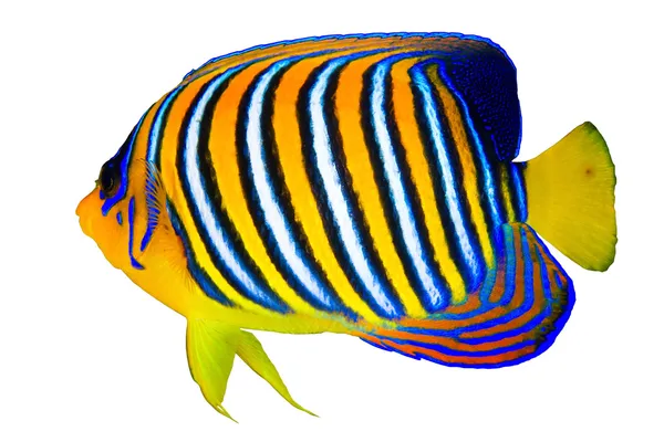 Pesce angelo reale — Foto Stock