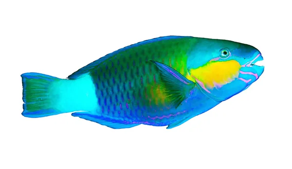 Daisy parrotfish — Stock Photo, Image