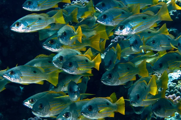 Ehrenberg'ın snappers — Stok fotoğraf