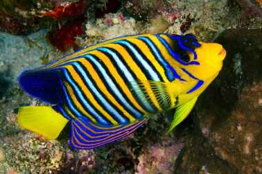 Royal angelfish