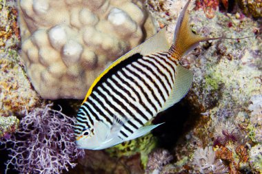 Zebra angelfish