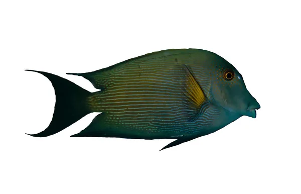 Çizgili surgeonfish — Stok fotoğraf