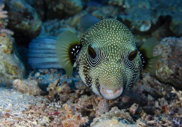 Whitespotted Puffer — Zdjęcie stockowe