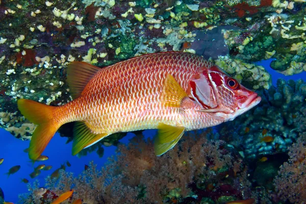 Sabre squirrelfish — Stock Photo, Image