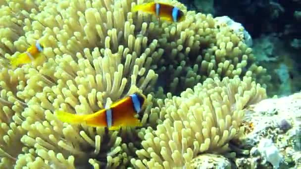 Clownfish — Stock Video