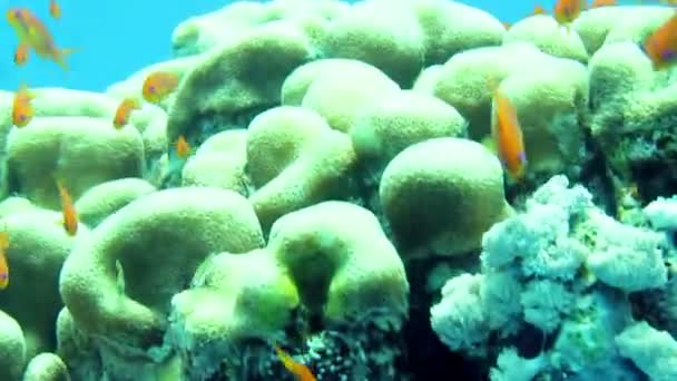 Coral and fishes — Stock Video