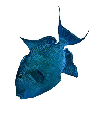Blue triggerfish clipart