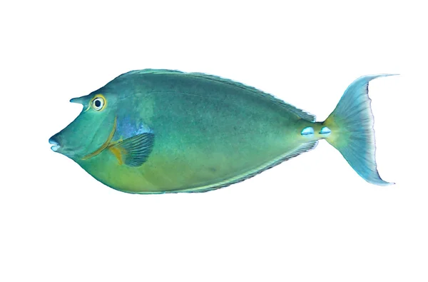 Bluespine unicornfish — Stock fotografie