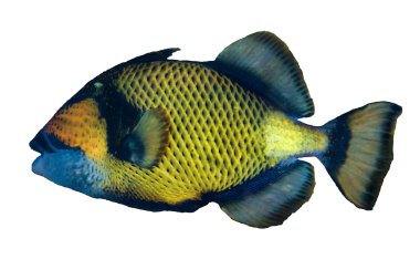 Titan Triggerfish