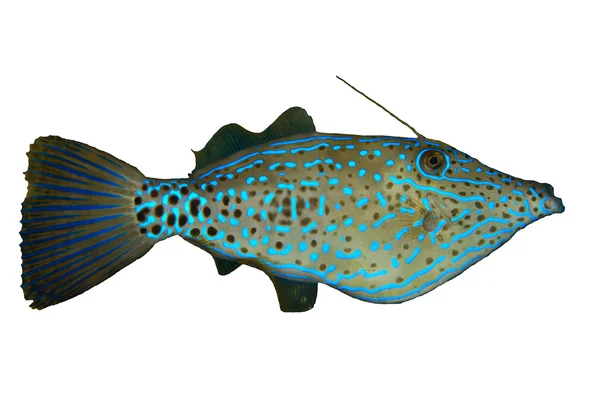 Zakřičený filefish — Stock fotografie