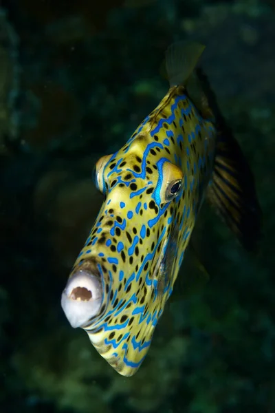 Rastejado filefish — Fotografia de Stock