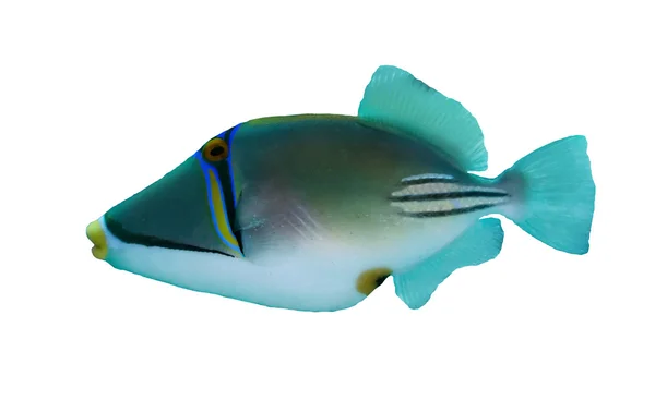 Picasso triggerfish — Stok fotoğraf