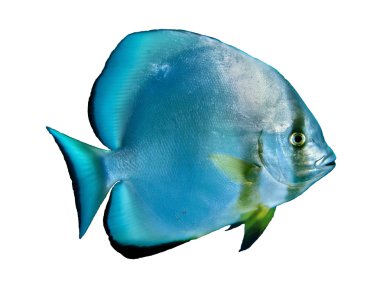 Orbicular Batfish