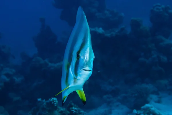 Orbicular batfish — Stock Photo, Image