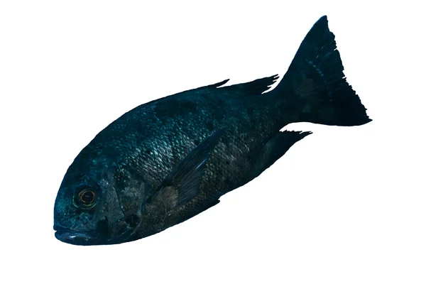 거 대 한 스 윗 립 물고기 — 스톡 사진