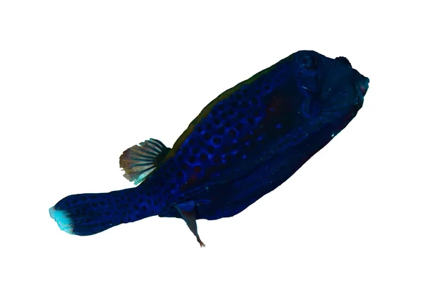 Pez-tronco de cola azul — Foto de Stock