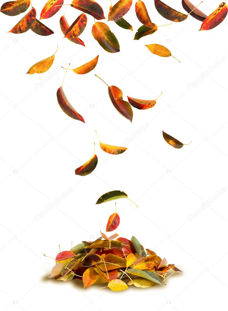 Apricot leaves falling