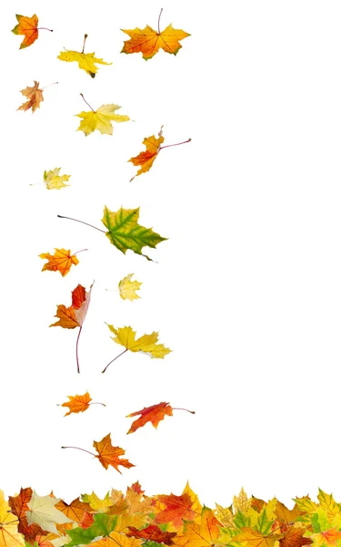 Falling autumn leaves — Stock Photo, Image