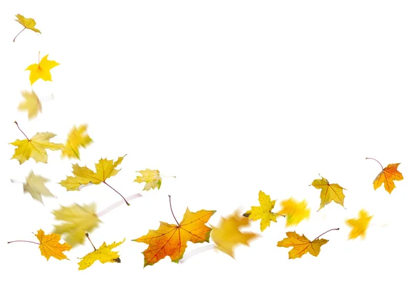 Otoño hojas amarillas cayendo —  Fotos de Stock