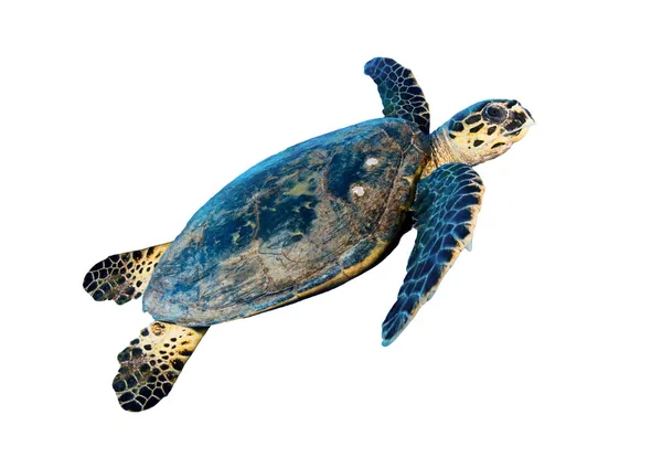 Ястребиная черепаха — стоковое фото