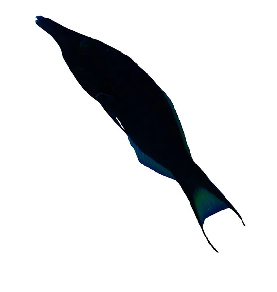 Oiseau wrasse mâle — Photo