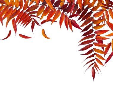 sonbahar yaprakları