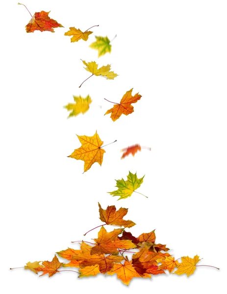 Maple leaves falling — Stock Photo, Image