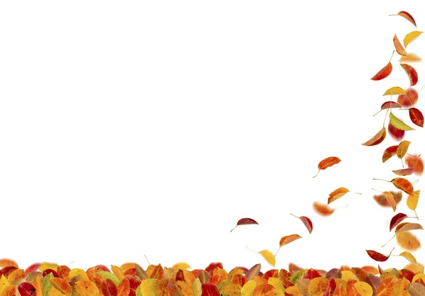 Hojas de pera de otoño cayendo — Foto de Stock