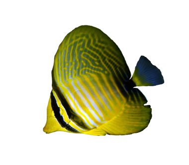 Desjardin'ın sailfin tang