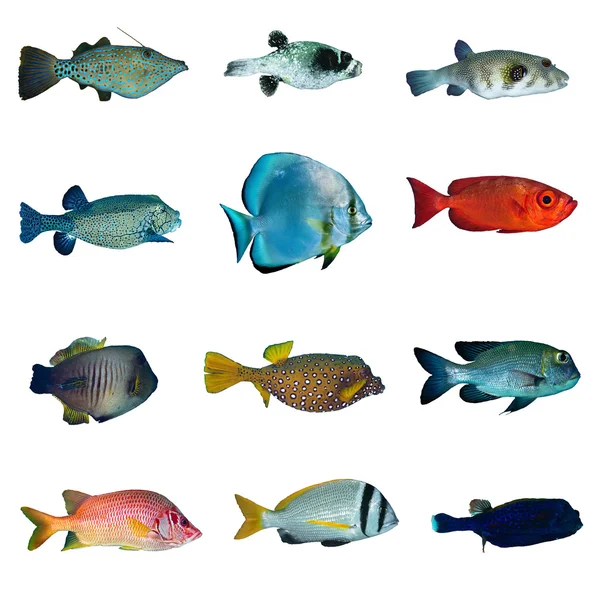 Colecção de peixes tropicais — Fotografia de Stock