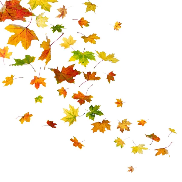 Maple leaves falling — Stock Photo, Image