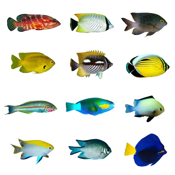 Colecção de peixes tropicais — Fotografia de Stock