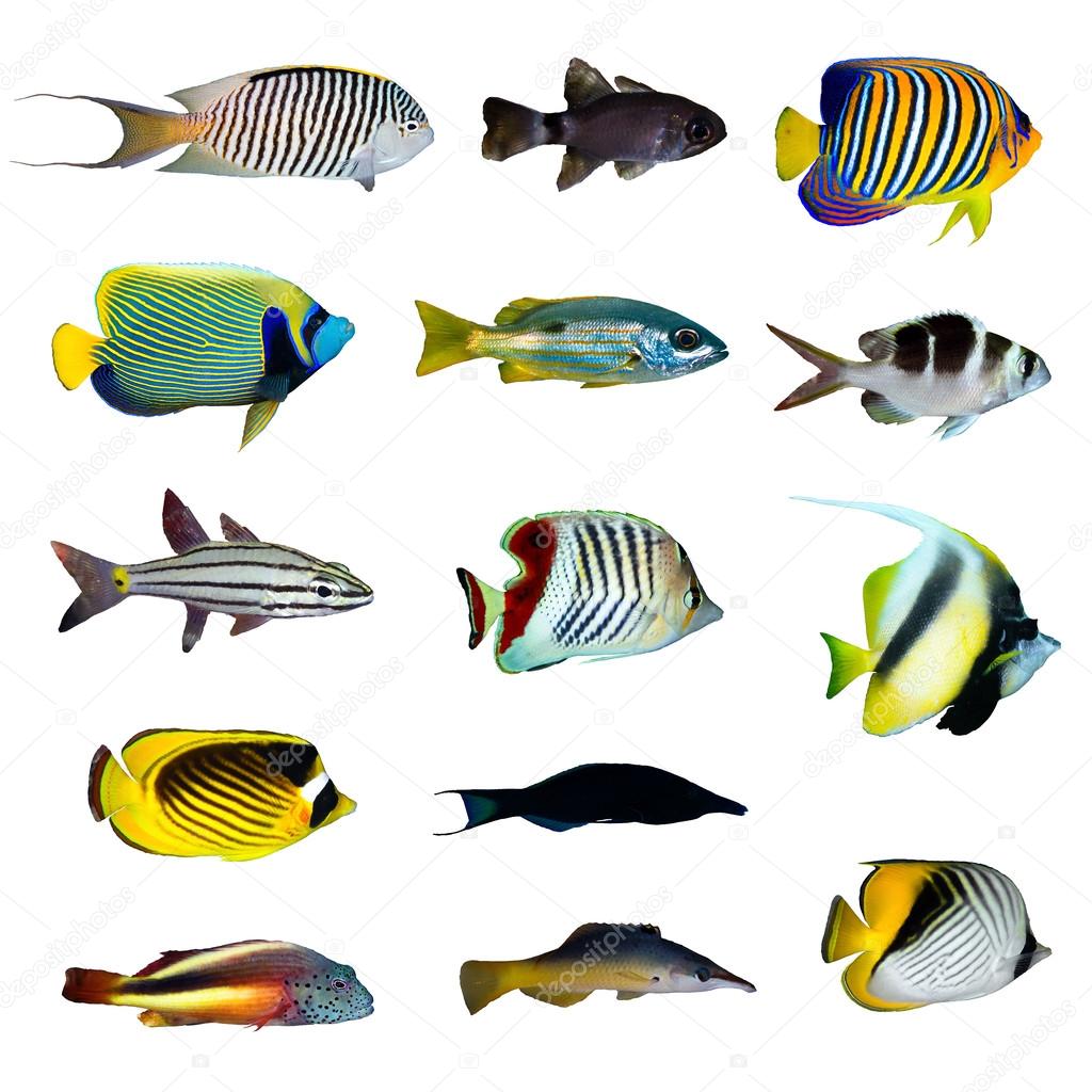 Tropical fish collection