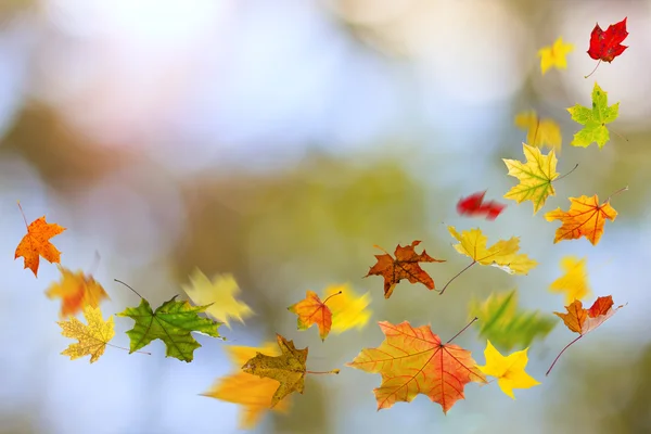 Herbst farbige Blätter fallen — Stockfoto